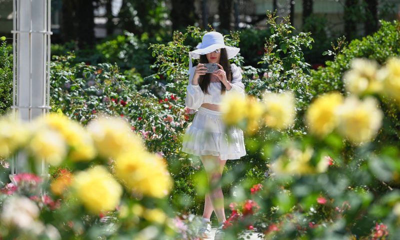 В сочинском парке «Ривьера» зацвели более 6 тыс. роз. Фоторепортаж