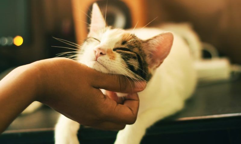 Тайна звериного характера: что говорит о человеке любовь к кошкам