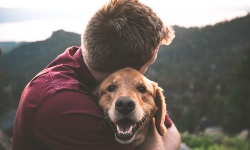 Тайны звериного характера: что говорит о человеке любовь к собакам