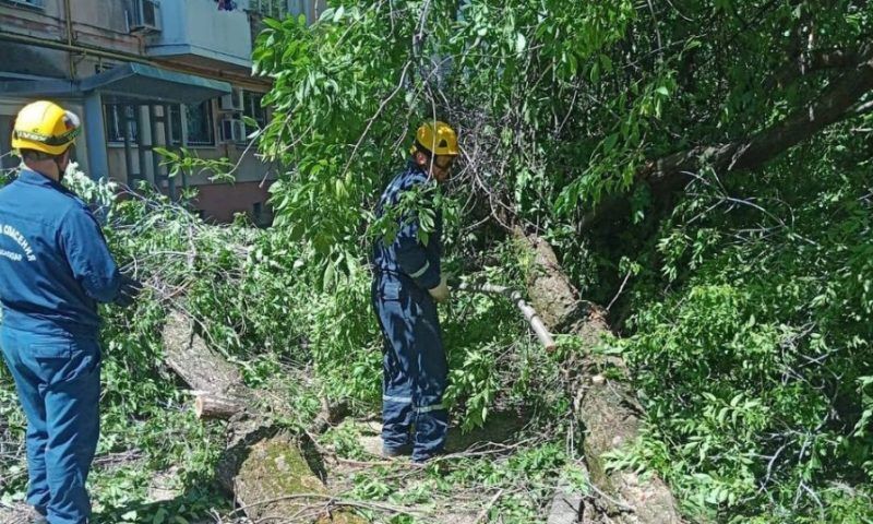 Почти 30 деревьев повалило сильным ветром в Краснодаре и Новороссийске
