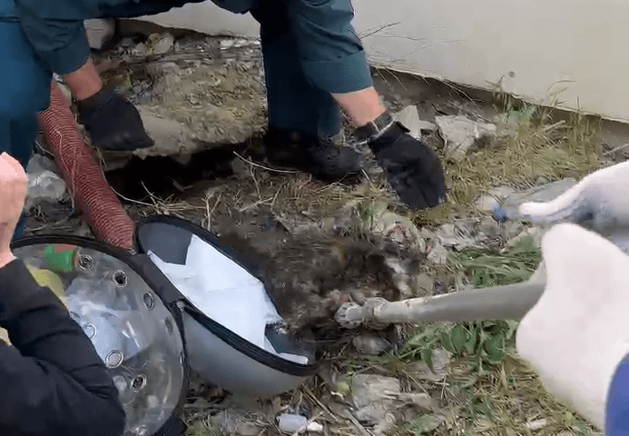 Раненую кошку достали из щели под бетонной плитой спасатели в Новороссийске
