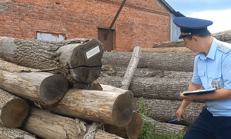 «Черные лесорубы» спилили дубы и грабы на 3,5 млн рублей в Апшеронском районе