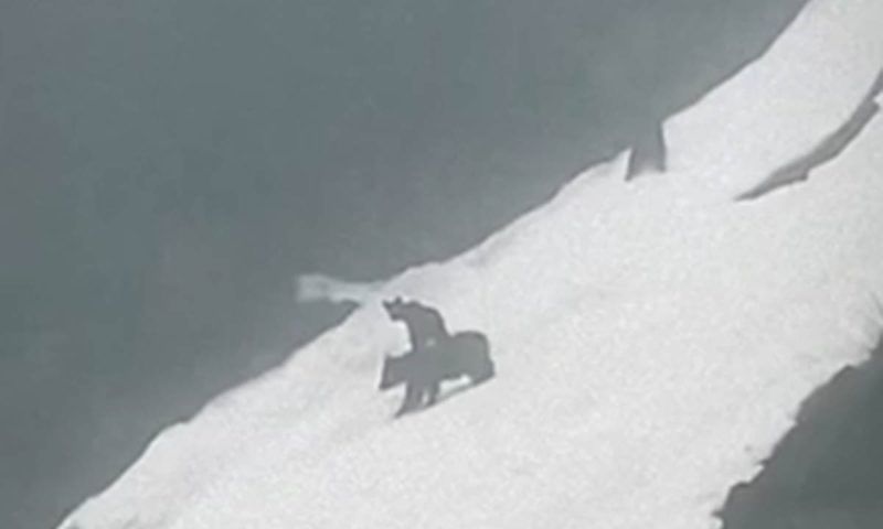 Скользящую по склону семью медведей заметили в горах Сочи