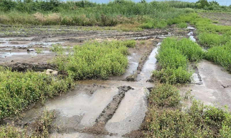 Сельхозпредприятие выплатило 6,8 млн рублей за загрязнение почвы на Кубани
