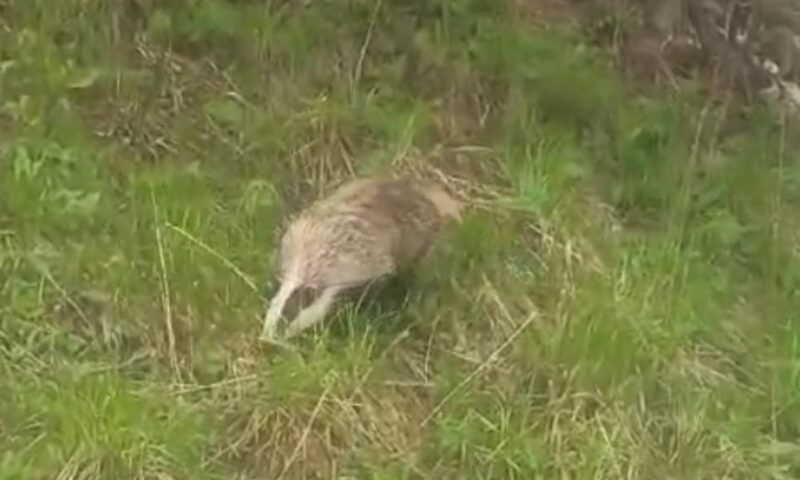 Забавного барсука сняли на видео в горах Краснодарского края