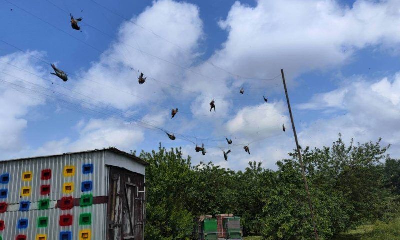 Уголовное дело возбудили на пасечника, из-за которого погибли 30 птиц в Лабинске