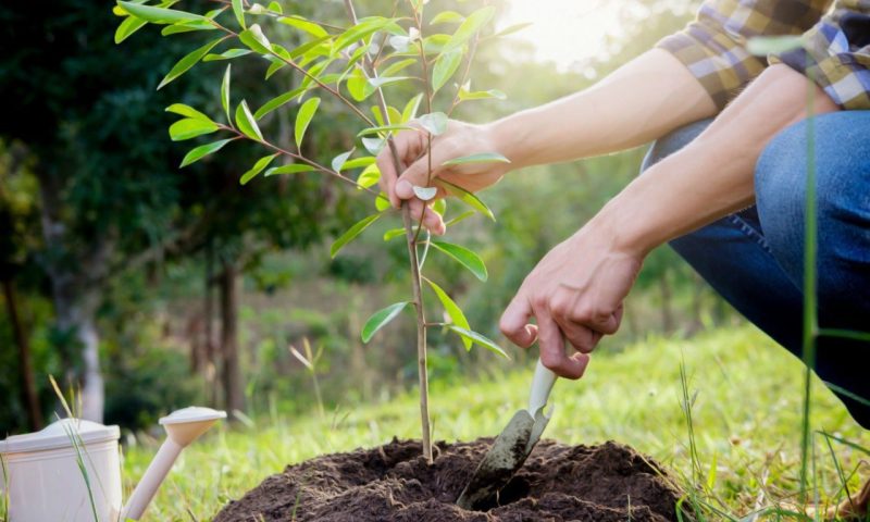 Армавирские семьи могут посадить именное дерево в одном из парков города