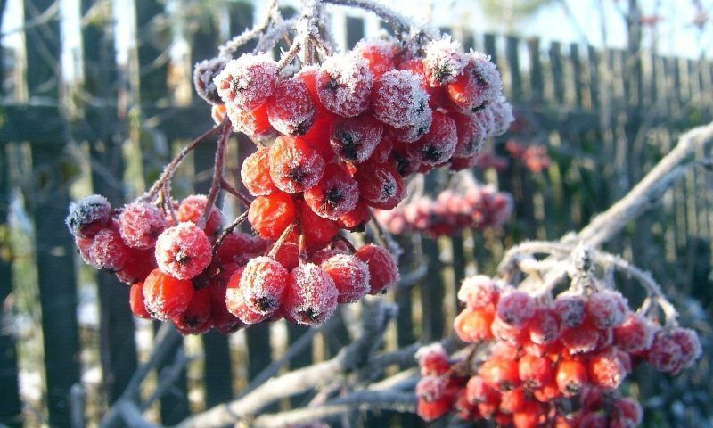 Заморозки до -4°C прогнозируются утром 7 мая на Кубани