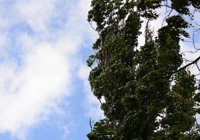 Дождь, ветер и до +10 °C прогнозируют на Кубани 24 февраля