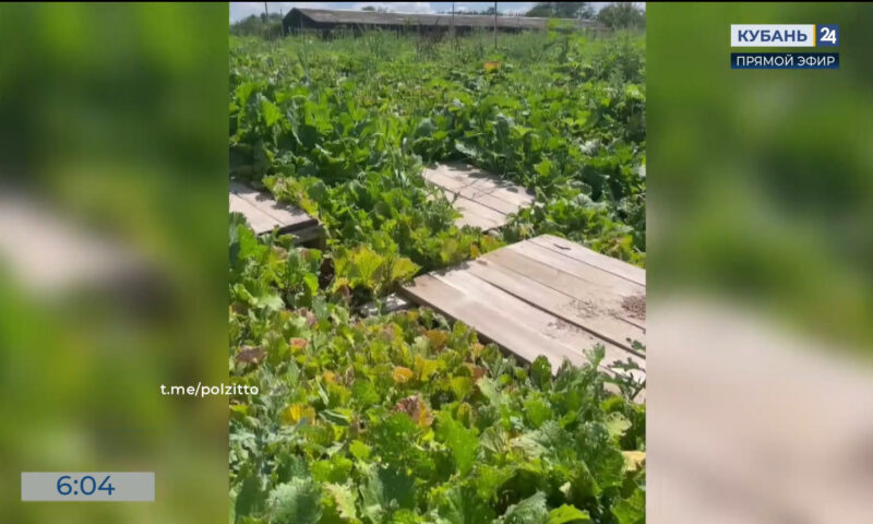 В Краснодарском крае открылась новая улиточная ферма