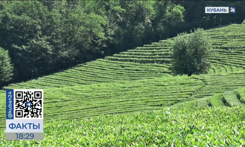 Самый северный чай в мире: как на плантациях в Сочи идет сбор свежих листьев