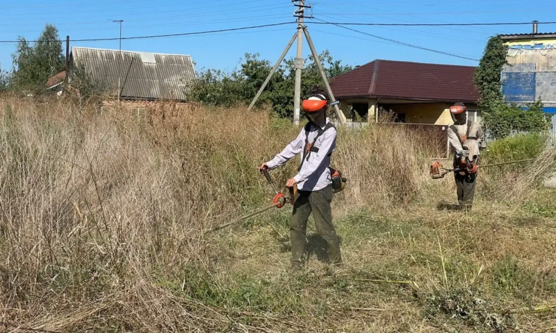 Почти 6 тыс. гектаров сорняков и амброзии выкосили в Краснодаре
