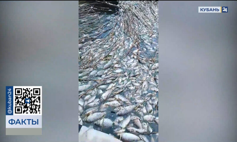 Массовый мор рыб зафиксировали в Брюховецком районе
