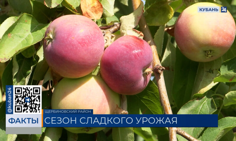 В Щербиновском районе началась уборка раннего сорта яблок «Женева»