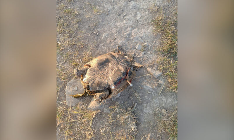Живодер вбил гвоздь в панцирь черепахи под Новороссийском