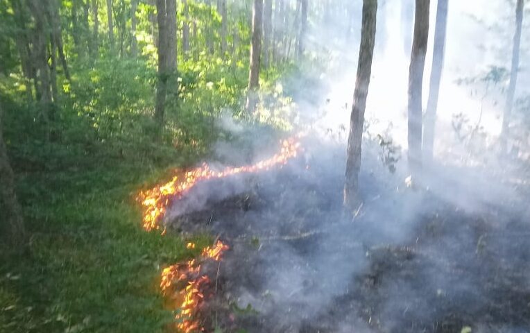 Лесной пожар площадью 1,2 га произошел в Горячем Ключе