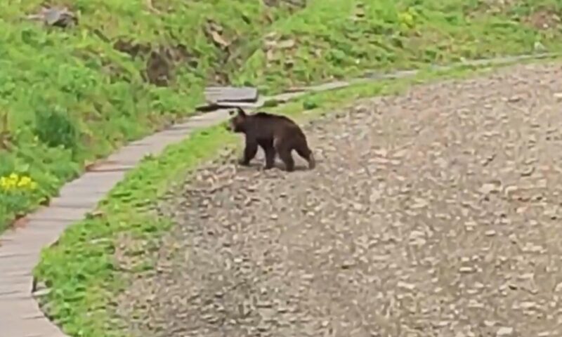 Гуляющего у канатной дороги медведя заметили в горах Сочи