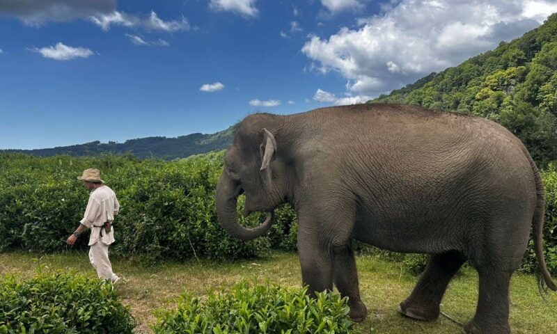 Жителей и гостей Сочи приглашают на прогулки со слонами на чайных плантациях