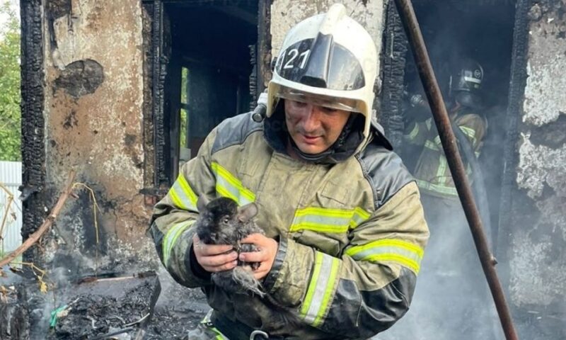 Карликовых кроликов спасли из горящего дома в Краснодарском крае