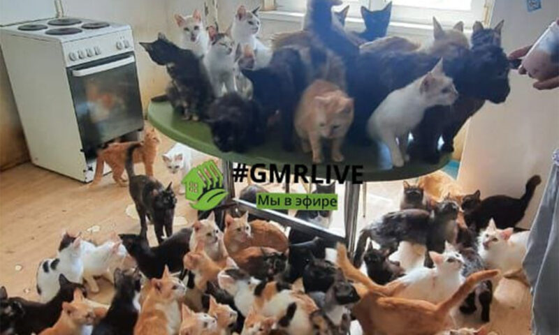 В соцсетях опубликовали видео из квартиры хозяйки 50 кошек в Краснодаре