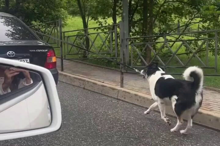Женщина тащила собаку на поводке за машиной в Сочи