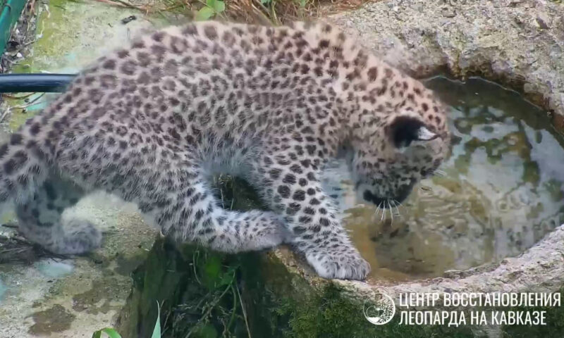 Изучать места обитания начал детеныш трехлапой самки леопарда в Сочи
