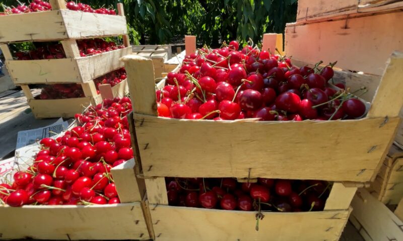 В одном из хозяйств Щербиновского района собрали около 100 тонн вишни и черешни