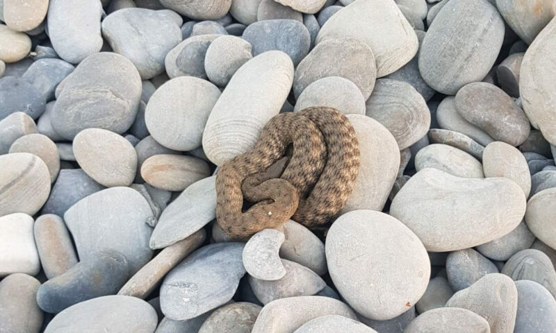 «Не оплатила лежак»: крупную змею поймали спасатели на пляже в Новороссийске