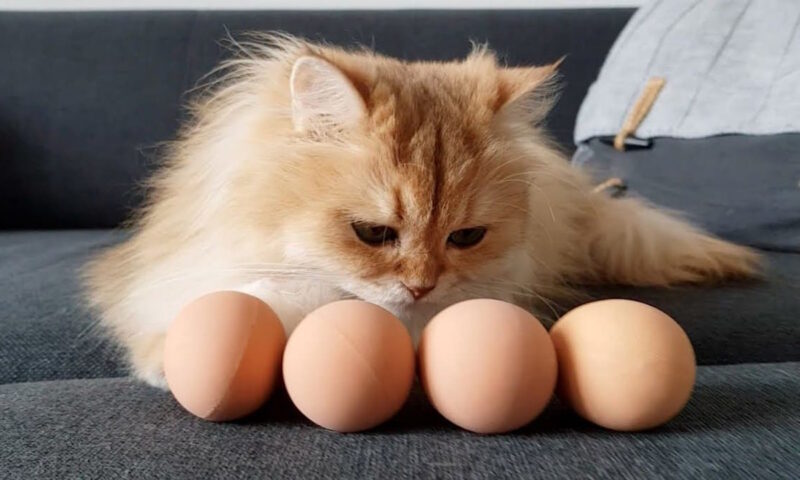 Яйца в рационе кошки — можно или нельзя?