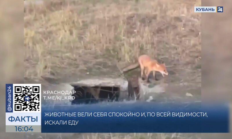 Две лисы неожиданно вышли к людям на западе Краснодара