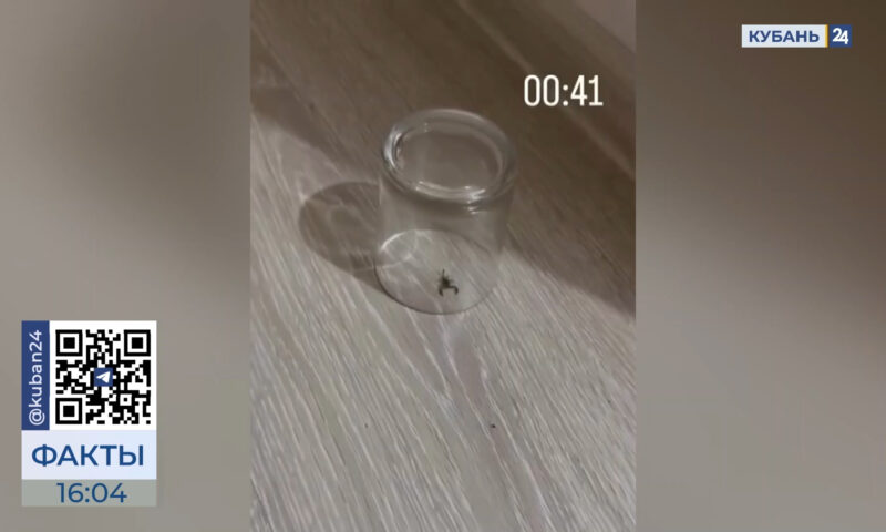 Маленький скорпион пробрался в дом жительницы Сочи