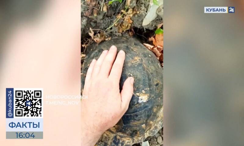 Средиземноморскую черепаху Никольского нашли в виноградниках под Новороссийском