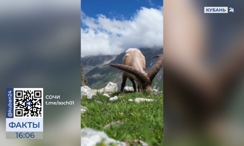 В Сочи кавказские туры попали в объектив видеокамеры