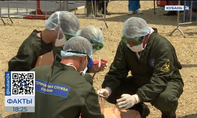 Учения по локализации очага африканской чумы свиней прошли в Усть-Лабинске