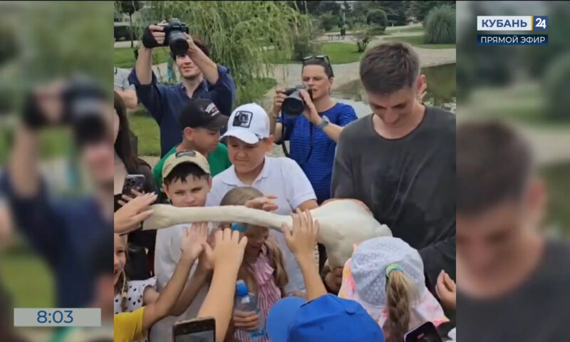 Спасенных белых лебедей выпустили в водоем курортного комплекса в Сочи
