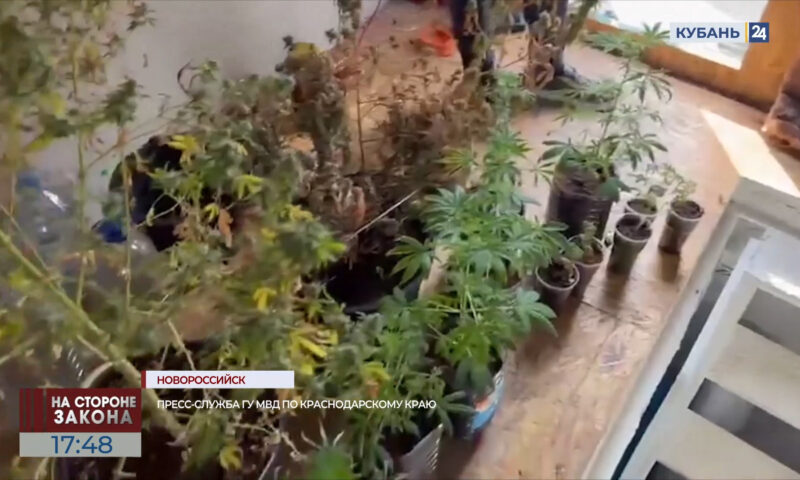 В Новороссийске у мужчины изъяли более 1,3 кг марихуаны