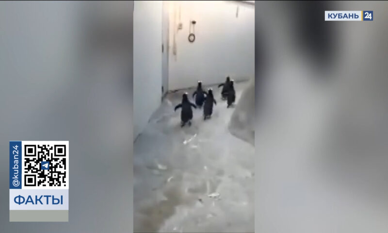 Туристы сняли на видео купающегося в Черном море пингвина