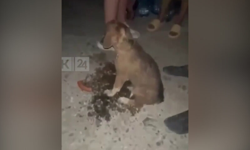 Волонтер спас щенка во время пожара в урочище Сухая Щель под Новороссийском