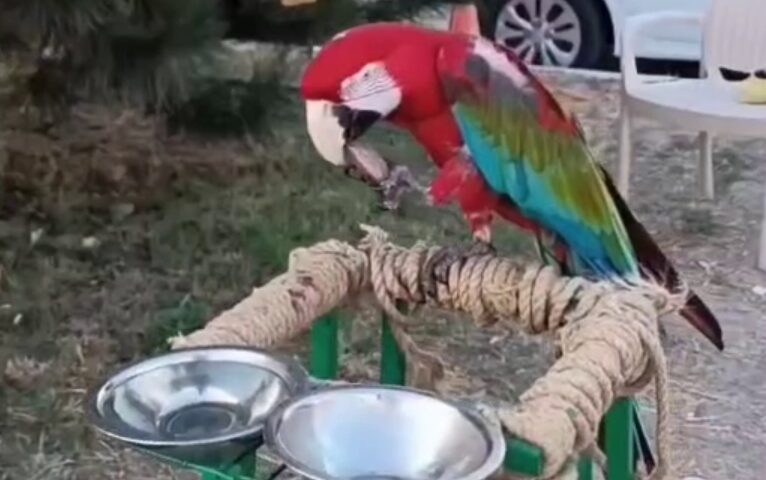 Укусившего туриста попугая забрали у зоофотографа в Анапе