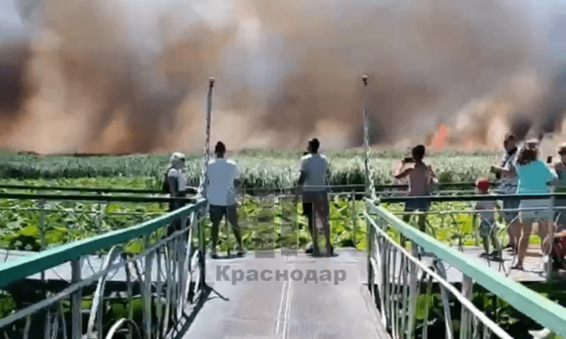 Пожар на озере лотосов в Краснодаре локализовали на площади 1,5 тыс. кв. метров