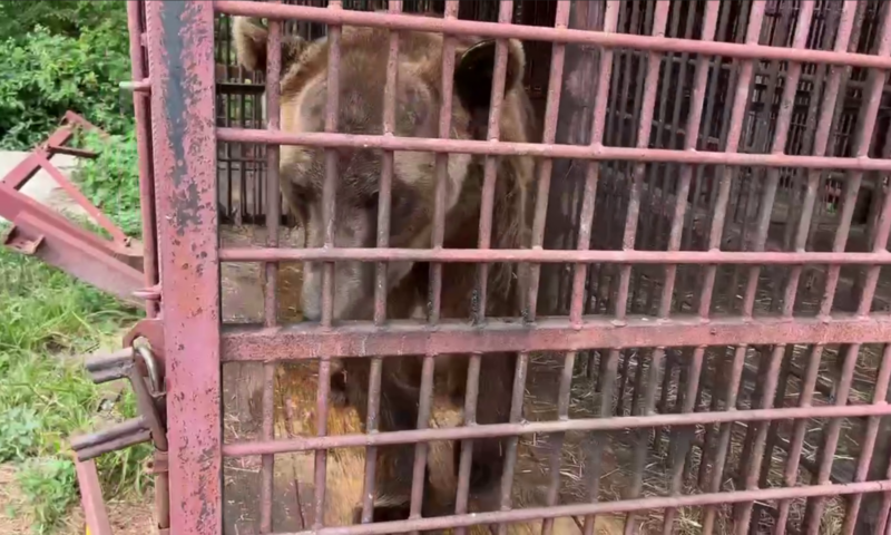 Спасенный из заброшенного сафари-парка в Сочи медведь Винни обретет новый дом