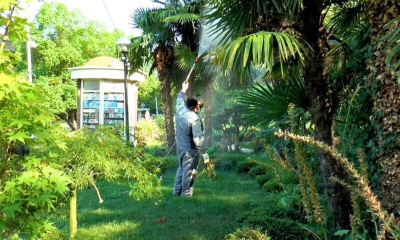 В Сочи завершили обработку пальм от инвазивных вредителей