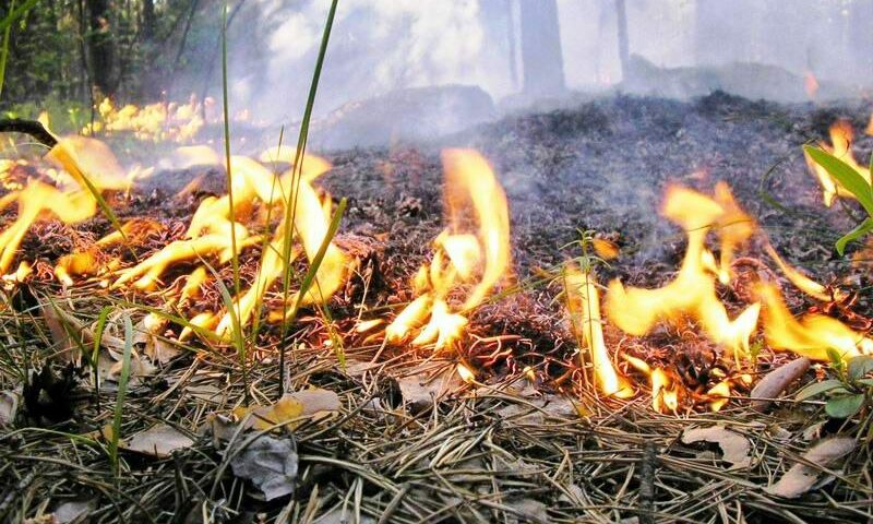 Крупный лесной пожар площадью более 5 га произошел в Туапсинском районе