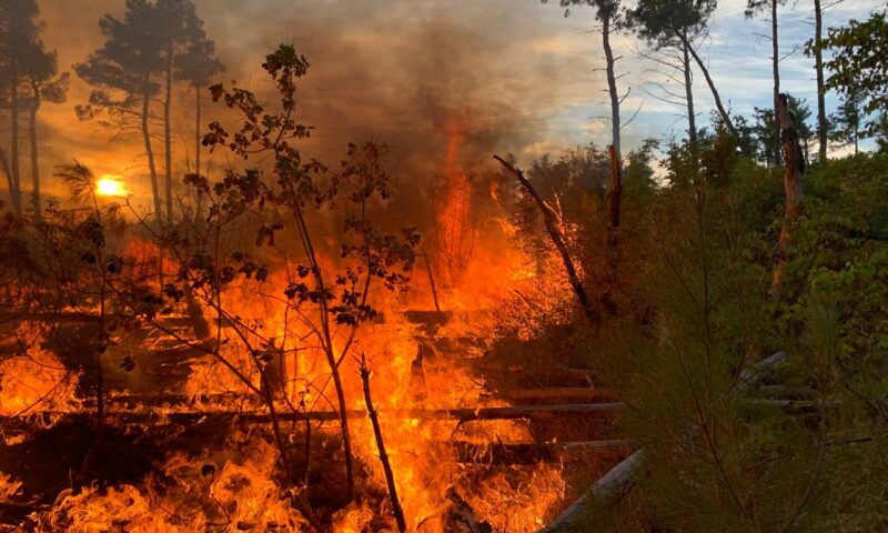 Лесной пожар в Геленджике полностью потушен спустя сутки