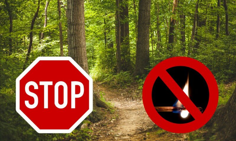 Запрет на посещение лесов в Краснодарском крае продлили до 9 августа