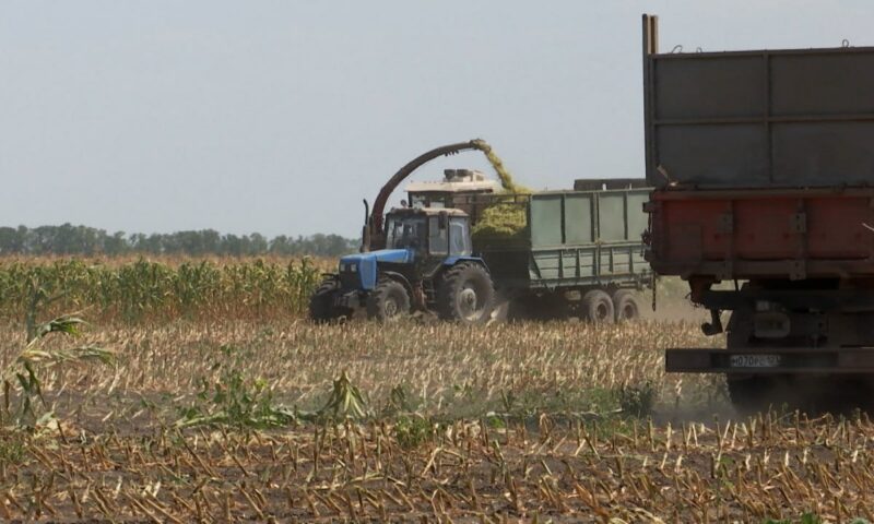 Аномальная жара на Кубани: как погода повлияла на работу аграриев?