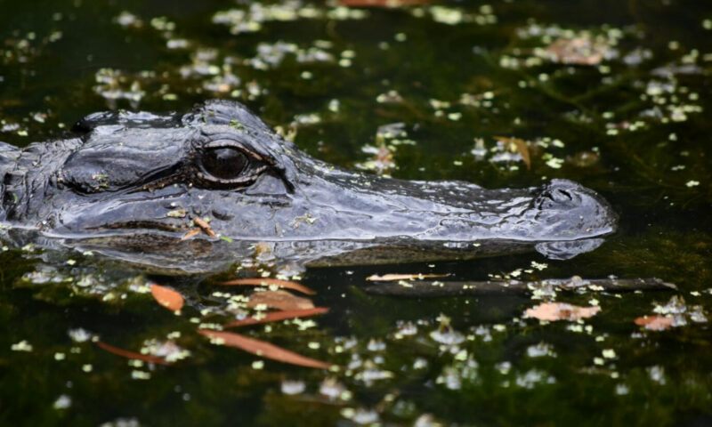 Минприроды прокомментировало слухи о появлении крокодила в реке под Тимашевском