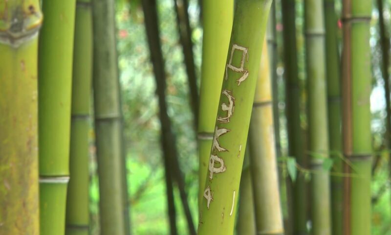 Бамбуковую рощу огородили от вандалов в сочинском «Дендрарии»