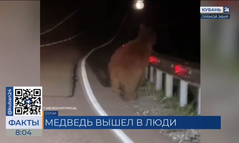 Кавказский медведь выбежал на трассу и едва не попал под машину в горах Сочи