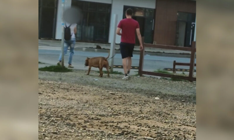 Мужчина натравливает бойцовского пса на бездомных собак в Краснодаре. «Факты»